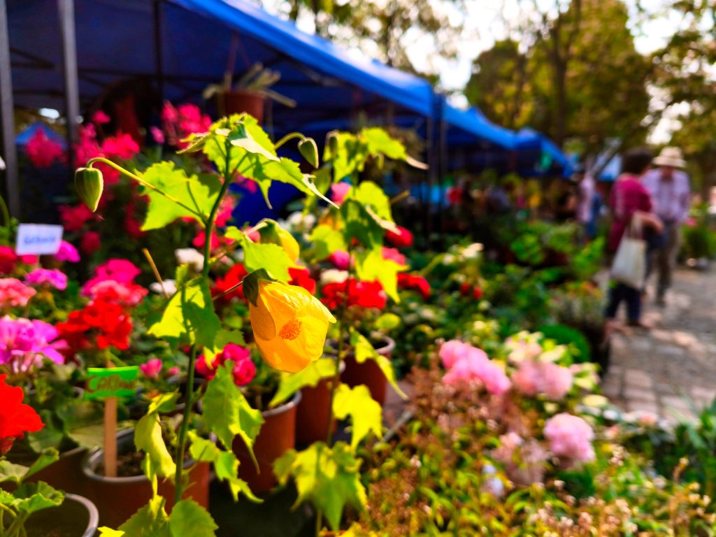 18ª Expo Flores de Temuco vuelve con más de 95 stands y entrada liberada 1 Flores y plantas en los stands de la Expo Flores de Temuco