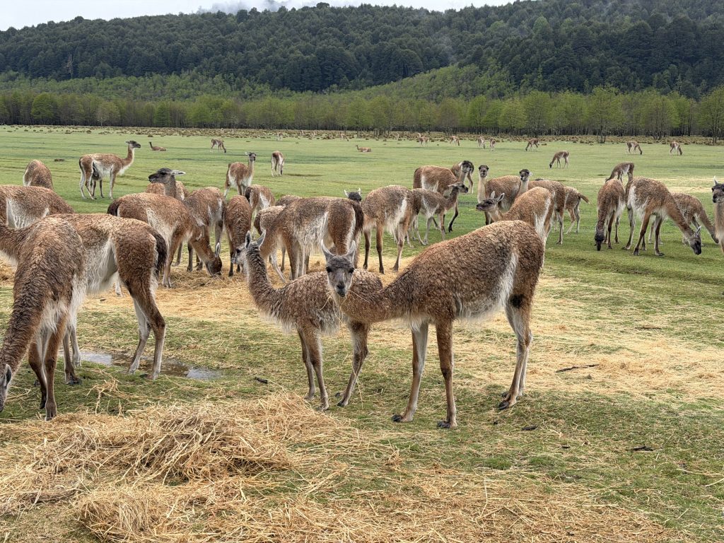 Fundaciones Huilo Huilo y Luan firman convenio para repoblar con guanacos la precordillera de La Araucanía 1 Fundaciones Huilo Huilo y Luan firman convenio para repoblar con guanacos la precordillera de La Araucanía